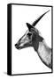 Safari Profile Collection - Antelope Impala White Edition V-Philippe Hugonnard-Framed Stretched Canvas