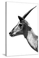 Safari Profile Collection - Antelope Impala White Edition V-Philippe Hugonnard-Stretched Canvas