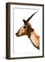 Safari Profile Collection - Antelope Impala White Edition VI-Philippe Hugonnard-Framed Photographic Print