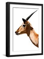 Safari Profile Collection - Antelope Impala White Edition VI-Philippe Hugonnard-Framed Photographic Print