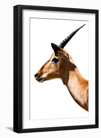 Safari Profile Collection - Antelope Impala White Edition VI-Philippe Hugonnard-Framed Photographic Print