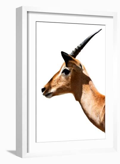 Safari Profile Collection - Antelope Impala White Edition VI-Philippe Hugonnard-Framed Photographic Print