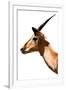 Safari Profile Collection - Antelope Impala White Edition VI-Philippe Hugonnard-Framed Photographic Print