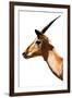 Safari Profile Collection - Antelope Impala White Edition VI-Philippe Hugonnard-Framed Photographic Print