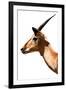 Safari Profile Collection - Antelope Impala White Edition VI-Philippe Hugonnard-Framed Photographic Print