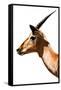 Safari Profile Collection - Antelope Impala White Edition VI-Philippe Hugonnard-Framed Stretched Canvas