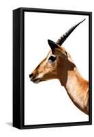 Safari Profile Collection - Antelope Impala White Edition VI-Philippe Hugonnard-Framed Stretched Canvas