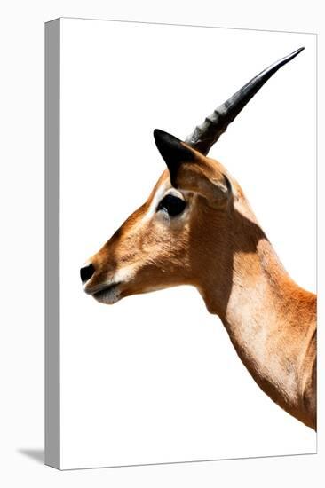 Safari Profile Collection - Antelope Impala White Edition VI-Philippe Hugonnard-Stretched Canvas