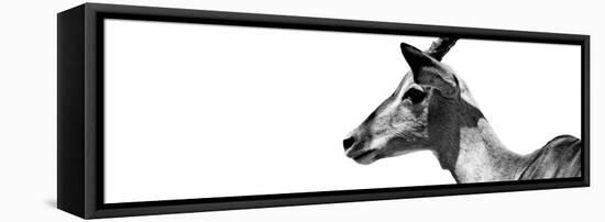 Safari Profile Collection - Antelope Impala White Edition VII-Philippe Hugonnard-Framed Stretched Canvas