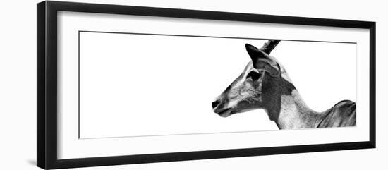 Safari Profile Collection - Antelope Impala White Edition VII-Philippe Hugonnard-Framed Photographic Print