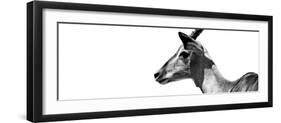 Safari Profile Collection - Antelope Impala White Edition VII-Philippe Hugonnard-Framed Photographic Print