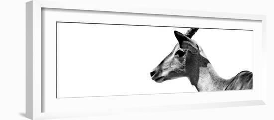 Safari Profile Collection - Antelope Impala White Edition VII-Philippe Hugonnard-Framed Photographic Print