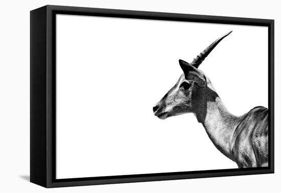 Safari Profile Collection - Antelope Impala White Edition-Philippe Hugonnard-Framed Stretched Canvas