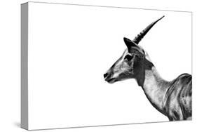 Safari Profile Collection - Antelope Impala White Edition-Philippe Hugonnard-Stretched Canvas