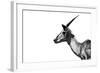 Safari Profile Collection - Antelope Impala White Edition-Philippe Hugonnard-Framed Photographic Print