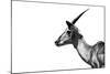 Safari Profile Collection - Antelope Impala White Edition-Philippe Hugonnard-Mounted Photographic Print