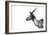 Safari Profile Collection - Antelope Impala White Edition-Philippe Hugonnard-Framed Photographic Print