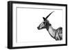 Safari Profile Collection - Antelope Impala White Edition-Philippe Hugonnard-Framed Photographic Print