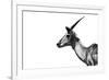 Safari Profile Collection - Antelope Impala White Edition-Philippe Hugonnard-Framed Photographic Print