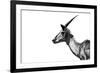 Safari Profile Collection - Antelope Impala White Edition-Philippe Hugonnard-Framed Photographic Print