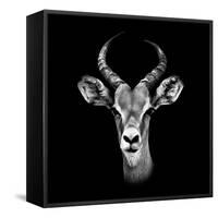 Safari Profile Collection - Antelope Portrait Black Edition III-Philippe Hugonnard-Framed Stretched Canvas