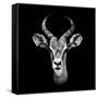 Safari Profile Collection - Antelope Portrait Black Edition III-Philippe Hugonnard-Framed Stretched Canvas