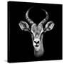 Safari Profile Collection - Antelope Portrait Black Edition III-Philippe Hugonnard-Stretched Canvas