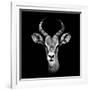 Safari Profile Collection - Antelope Portrait Black Edition III-Philippe Hugonnard-Framed Photographic Print