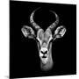 Safari Profile Collection - Antelope Portrait Black Edition III-Philippe Hugonnard-Mounted Photographic Print