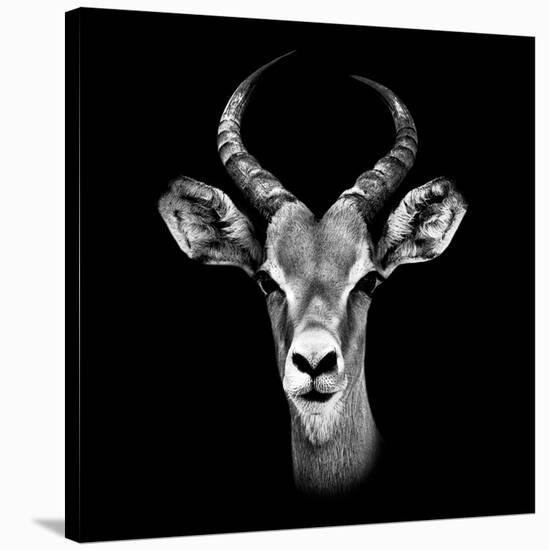 Safari Profile Collection - Antelope Portrait Black Edition III-Philippe Hugonnard-Stretched Canvas