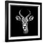 Safari Profile Collection - Antelope Portrait Black Edition III-Philippe Hugonnard-Framed Photographic Print