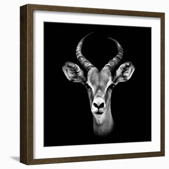 Safari Profile Collection - Antelope Portrait Black Edition III-Philippe Hugonnard-Framed Photographic Print