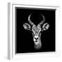 Safari Profile Collection - Antelope Portrait Black Edition III-Philippe Hugonnard-Framed Photographic Print
