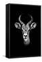 Safari Profile Collection - Antelope Portrait Black Edition-Philippe Hugonnard-Framed Stretched Canvas