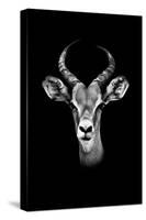 Safari Profile Collection - Antelope Portrait Black Edition-Philippe Hugonnard-Stretched Canvas