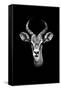 Safari Profile Collection - Antelope Portrait Black Edition-Philippe Hugonnard-Framed Stretched Canvas