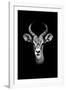 Safari Profile Collection - Antelope Portrait Black Edition-Philippe Hugonnard-Framed Photographic Print