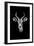 Safari Profile Collection - Antelope Portrait Black Edition-Philippe Hugonnard-Framed Photographic Print