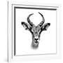 Safari Profile Collection - Antelope Portrait White Edition III-Philippe Hugonnard-Framed Photographic Print