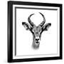 Safari Profile Collection - Antelope Portrait White Edition III-Philippe Hugonnard-Framed Photographic Print