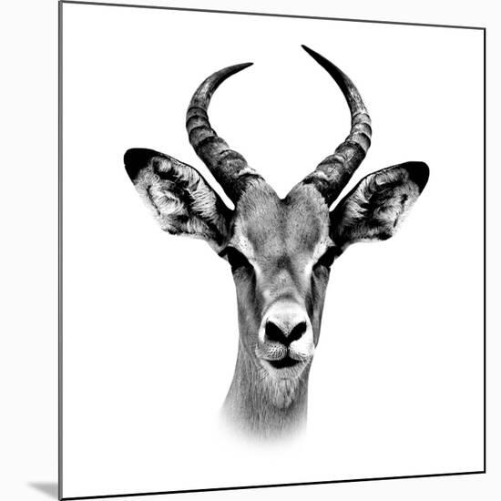 Safari Profile Collection - Antelope Portrait White Edition III-Philippe Hugonnard-Mounted Photographic Print