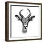 Safari Profile Collection - Antelope Portrait White Edition III-Philippe Hugonnard-Framed Photographic Print