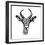 Safari Profile Collection - Antelope Portrait White Edition III-Philippe Hugonnard-Framed Photographic Print