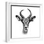 Safari Profile Collection - Antelope Portrait White Edition III-Philippe Hugonnard-Framed Photographic Print