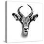 Safari Profile Collection - Antelope Portrait White Edition III-Philippe Hugonnard-Stretched Canvas