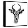 Safari Profile Collection - Antelope Portrait White Edition III-Philippe Hugonnard-Framed Stretched Canvas