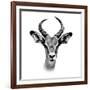 Safari Profile Collection - Antelope Portrait White Edition III-Philippe Hugonnard-Framed Photographic Print