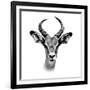 Safari Profile Collection - Antelope Portrait White Edition III-Philippe Hugonnard-Framed Photographic Print