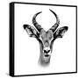 Safari Profile Collection - Antelope Portrait White Edition III-Philippe Hugonnard-Framed Stretched Canvas