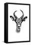 Safari Profile Collection - Antelope Portrait White Edition-Philippe Hugonnard-Framed Stretched Canvas